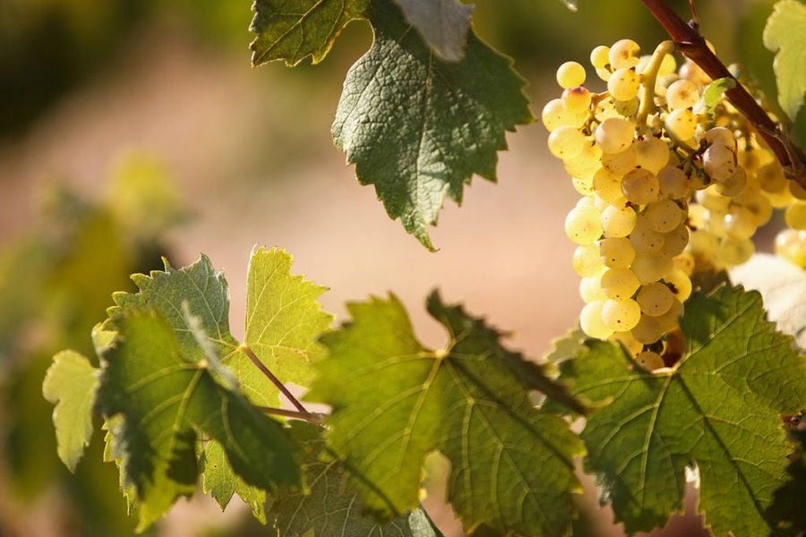 bunch of white grapes on the brunch from Orealios Gaea vineyards